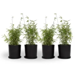 Bamboe - Set van 4 - Fargesia nitida 'Red Dragon' - Hoogte 50-70cm - ⌀17cm