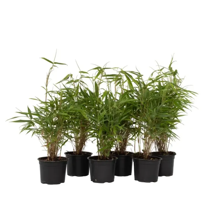 Bamboe - Set van 6 - Fargesia rufa - Hoogte 25-40cm - ⌀13cm