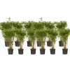 Bamboe - Set van 12 - Fargesia nitida 'Gansu' - Hoogte 50-70cm - ⌀17cm
