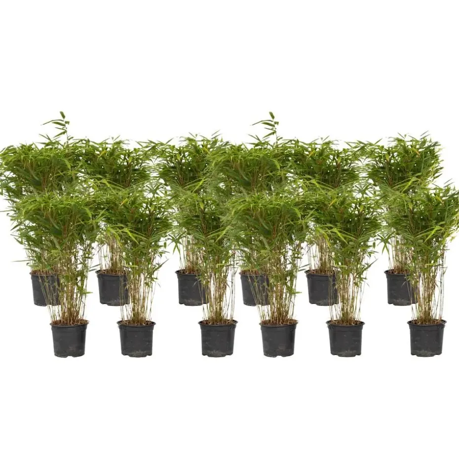 Bamboe - Set van 12 - Fargesia nitida 'Gansu' - Hoogte 50-70cm - ⌀17cm