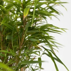 Bamboe - Set van 12 - Fargesia nitida 'Gansu' - Hoogte 50-70cm - ⌀17cm