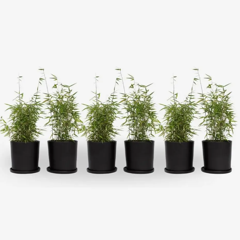 Bamboe - Set van 6 - Fargesia nitida 'Red Dragon' - Hoogte 50-70cm - ⌀17cm