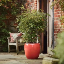 Bamboe - Set van 6 - Fargesia nitida 'Red Dragon' - Hoogte 50-70cm - ⌀17cm