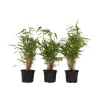 Bamboe - Set van 3 - Fargesia rufa - Hoogte 25-40cm - ⌀13cm