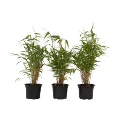 Bamboe - Set van 3 - Fargesia rufa - Hoogte 25-40cm - ⌀13cm