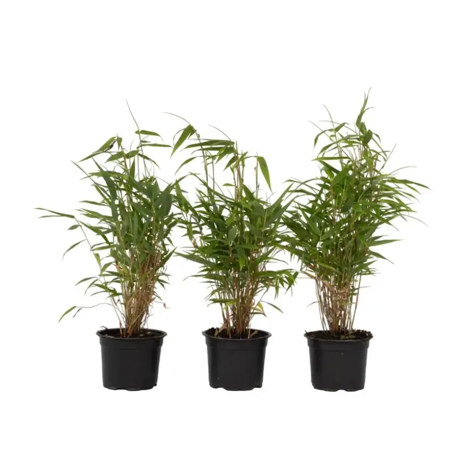 Bamboe - Set van 3 - Fargesia rufa - Hoogte 25-40cm - ⌀13cm