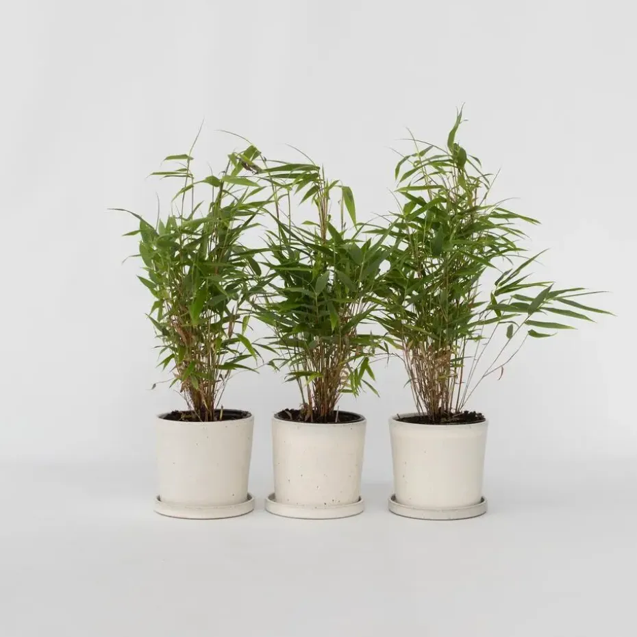 Bamboe - Set van 3 - Fargesia rufa - Hoogte 25-40cm - ⌀13cm