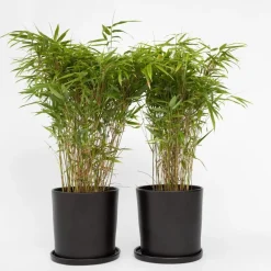 Bamboe - Set van 2 - Fargesia nitida 'Gansu' - Hoogte 50-70cm - ⌀17cm