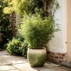 Bamboe - Set van 2 - Fargesia nitida 'Gansu' - Hoogte 50-70cm - ⌀17cm