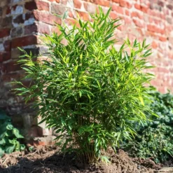 Bamboe - Set van 2 - Fargesia nitida 'Gansu' - Hoogte 50-70cm - ⌀17cm