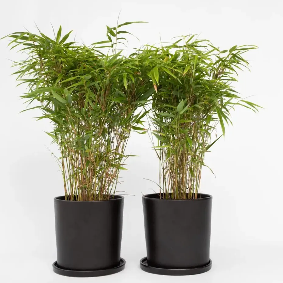 Bamboe - Set van 4 - Fargesia nitida 'Gansu' - Hoogte 50-70cm - ⌀17cm