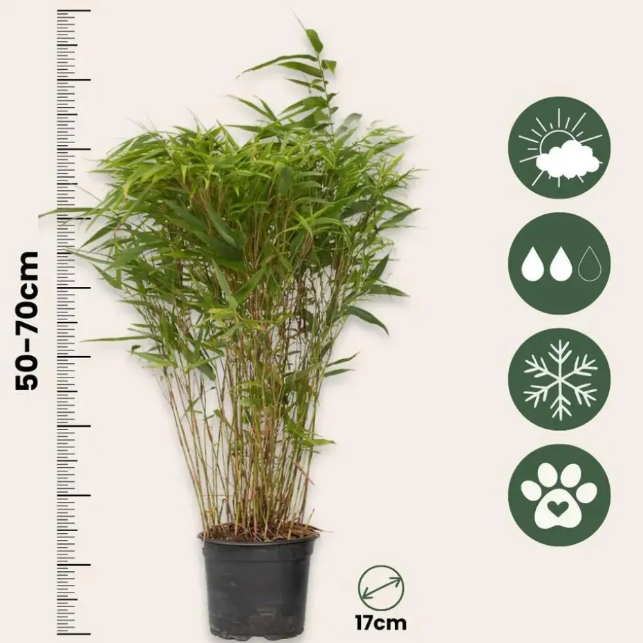 Bamboe - Set van 6 - Fargesia nitida 'Gansu' - Hoogte 50-70cm - ⌀17cm