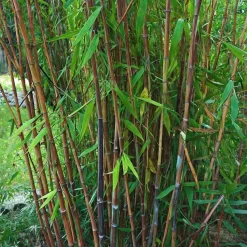 Bamboe - Set van 6 - Fargesia nitida 'Gansu' - Hoogte 50-70cm - ⌀17cm