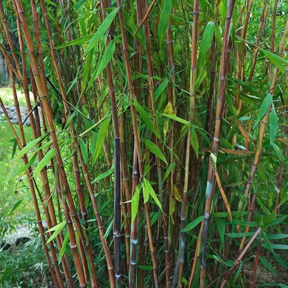 Bamboe - Set van 6 - Fargesia nitida 'Gansu' - Hoogte 50-70cm - ⌀17cm
