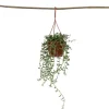 Bananenketting - Senecio radicans - Hoogte 10-20cm - ⌀12cm
