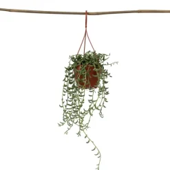 Bananenketting - Senecio radicans - Hoogte 10-20cm - ⌀12cm