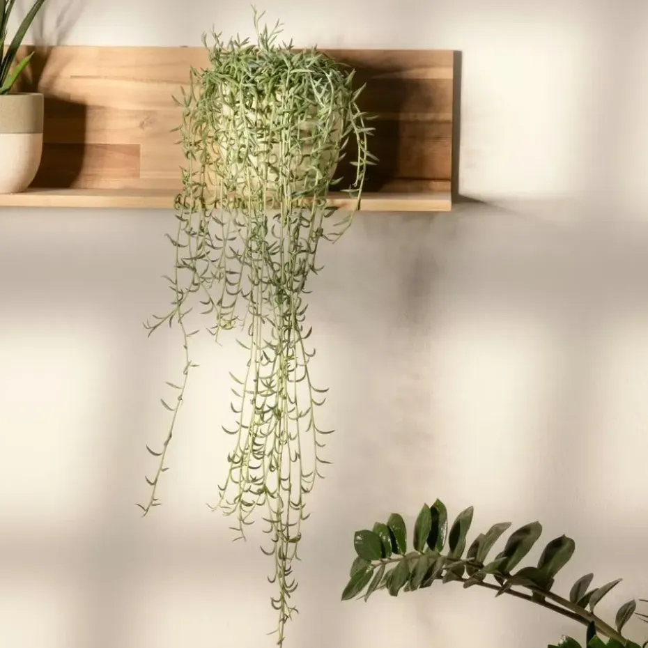 Bananenketting - Senecio radicans - Hoogte 10-20cm - ⌀12cm