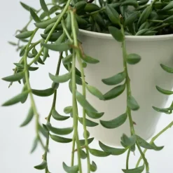 Bananenketting - Senecio radicans - Hoogte 10-20cm - ⌀12cm