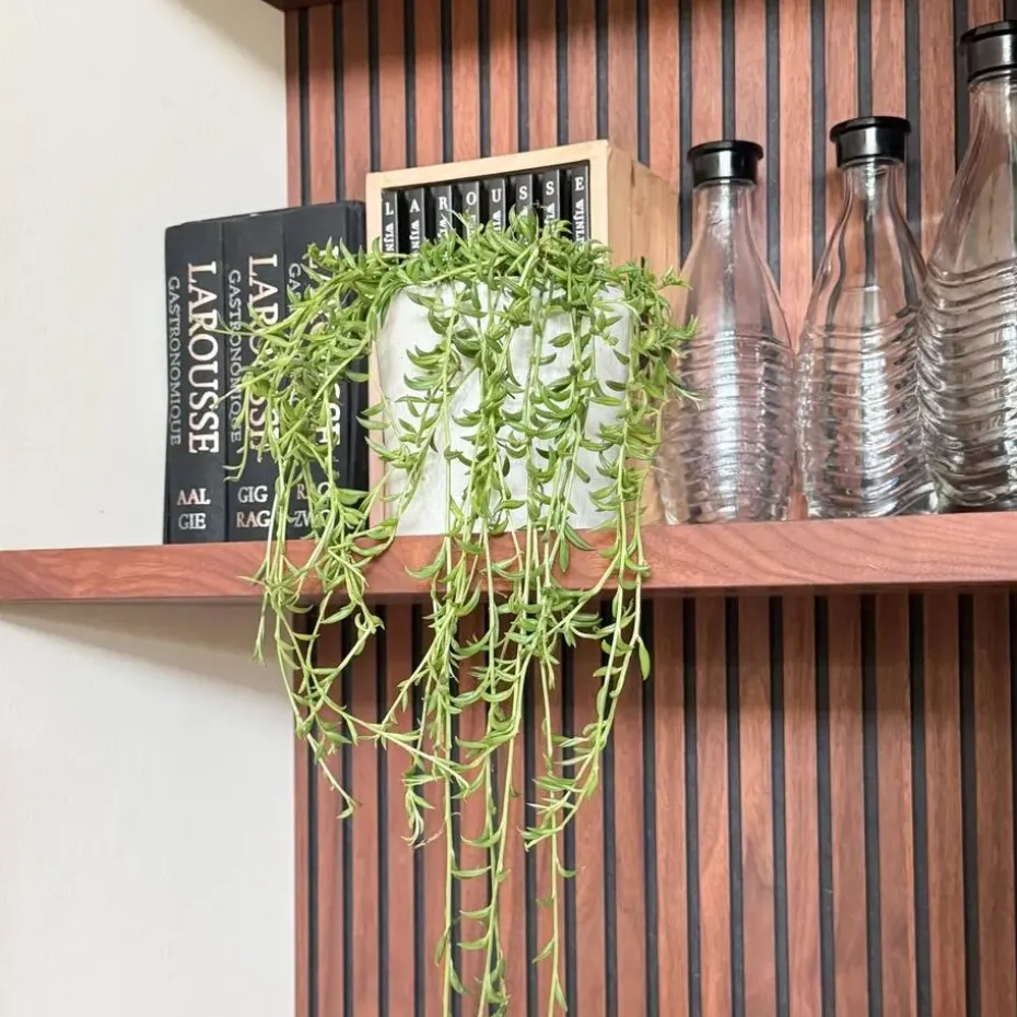 Bananenketting - Senecio radicans - Hoogte 10-20cm - ⌀12cm