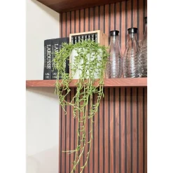 Bananenketting - Senecio radicans - Hoogte 10-20cm - ⌀12cm