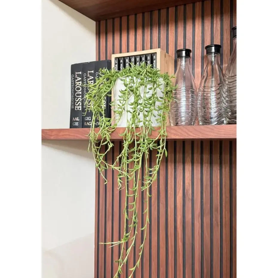 Bananenketting - Senecio radicans - Hoogte 10-20cm - ⌀12cm