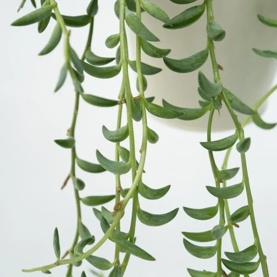 Bananenketting - Senecio radicans - Hoogte 10-20cm - ⌀12cm