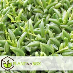 Bananenketting - Set van 2 - Senecio radicans - Hoogte 10-20cm - ⌀12cm