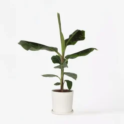 Bananenplant - Musa 'Dwarf Cavendish' - Hoogte 90-100cm - ⌀21cm