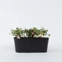 Bellenplant - Set van 3 - Fuchsia magellanica - Hoogte 10-20cm - ⌀9cm