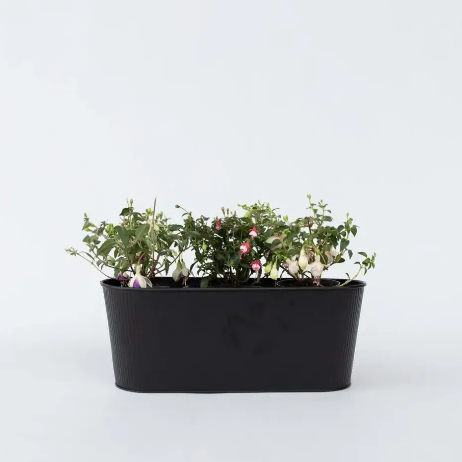 Bellenplant - Set van 3 - Fuchsia magellanica - Hoogte 10-20cm - ⌀9cm