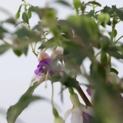 Bellenplant - Set van 3 - Fuchsia magellanica - Hoogte 10-20cm - ⌀9cm