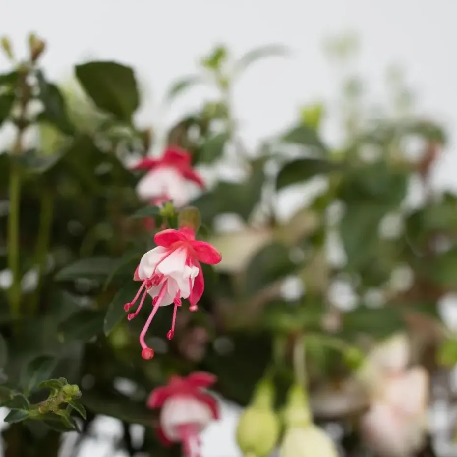 Bellenplant - Set van 6 - Fuchsia magellanica - Hoogte 10-20cm - ⌀9cm