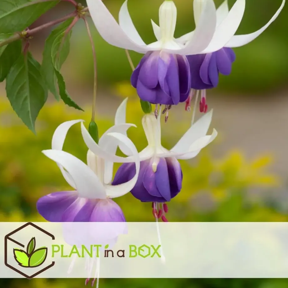 Bellenplant - Set van 6 - Fuchsia magellanica - Hoogte 10-20cm - ⌀9cm
