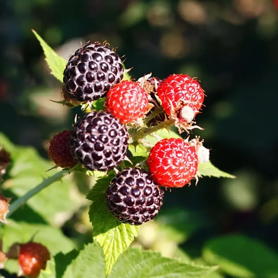 Bessenplanten - Set van 4 - Rubus Rubrum Uva Fructosus - Hoogte 25-40cm - ⌀9cm