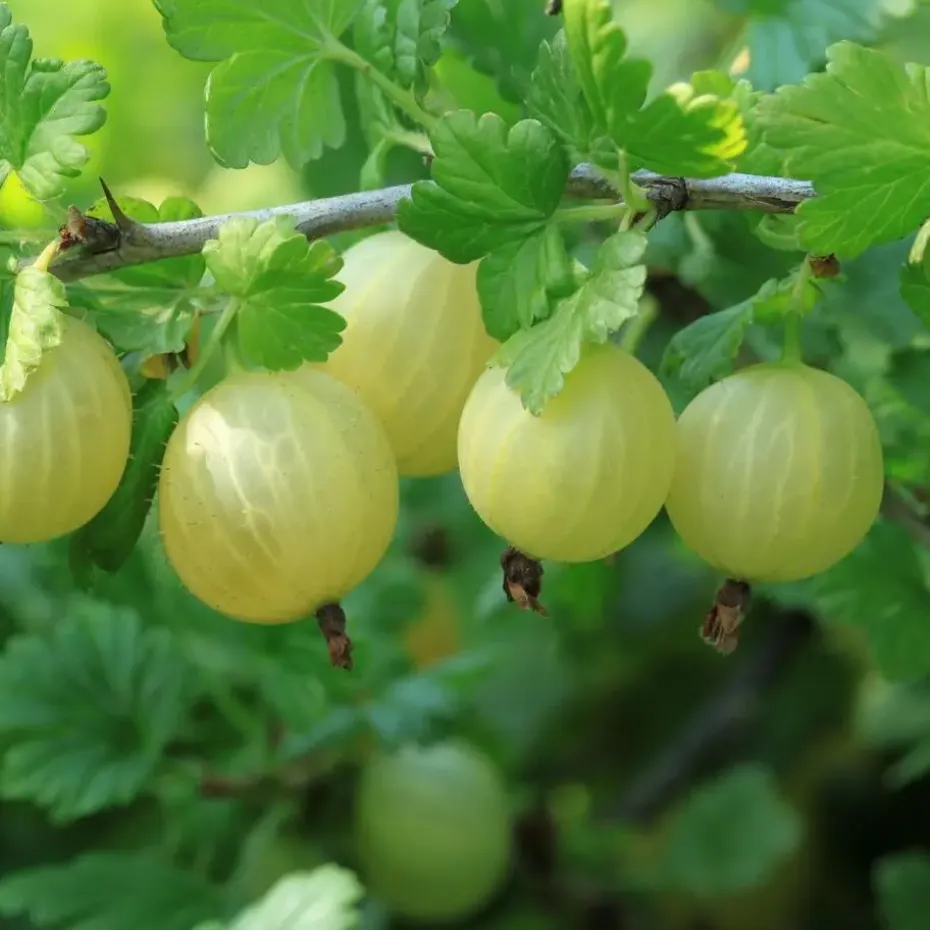 Bessenplanten - Set van 4 - Rubus Rubrum Uva Fructosus - Hoogte 25-40cm - ⌀9cm