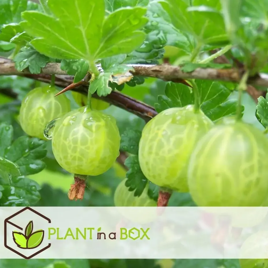 Bessenplanten - Set van 4 - Rubus Rubrum Uva Fructosus - Hoogte 25-40cm - ⌀9cm