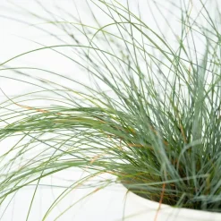 Blauw schapegras - Set van 18 - Festuca 'Elijah Blue' - Hoogte 10-15cm - ⌀9cm