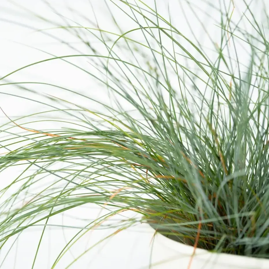 Blauw schapegras - Set van 18 - Festuca 'Elijah Blue' - Hoogte 10-15cm - ⌀9cm