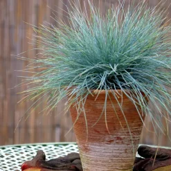 Blauw schapegras - Set van 18 - Festuca 'Elijah Blue' - Hoogte 10-15cm - ⌀9cm