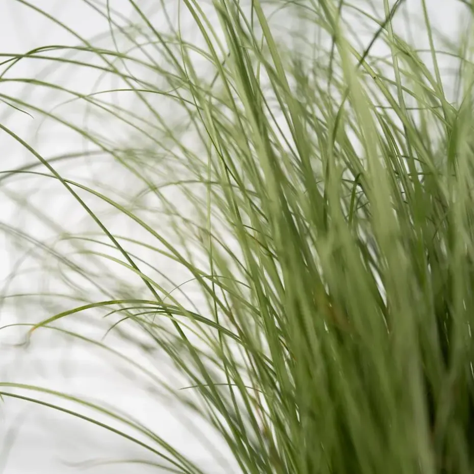 Blauw schapegras - Set van 18 - Festuca 'Elijah Blue' - Hoogte 10-15cm - ⌀9cm