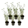 Blauwe bamboe - Set van 6 - Fargesia 'Blue Dragon' - Hoogte 30-40cm - ⌀13cm