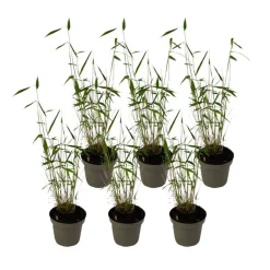 Blauwe bamboe - Set van 6 - Fargesia 'Blue Dragon' - Hoogte 30-40cm - ⌀13cm