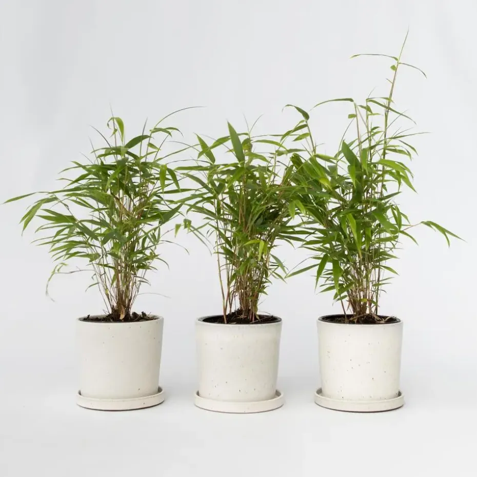 Blauwe bamboe - Set van 6 - Fargesia papyrifera 'Grex' - Hoogte 30-40cm - ⌀13cm