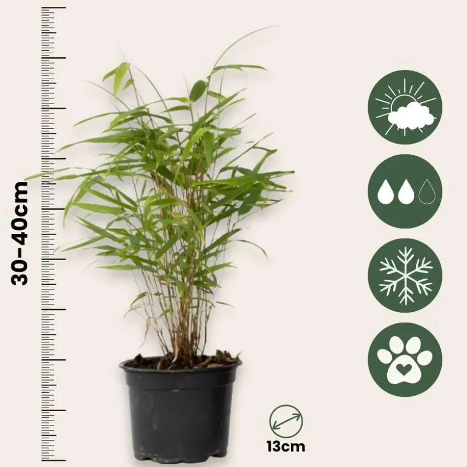 Blauwe bamboe - Set van 6 - Fargesia papyrifera 'Grex' - Hoogte 30-40cm - ⌀13cm