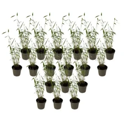 Blauwe bamboe - Set van 18 - Fargesia 'Blue Dragon' - Hoogte 30-40cm - ⌀13cm