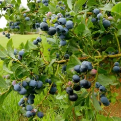 Blauwe bessen - Set van 6 - Vaccinium 'Sunshine Blue' - Hoogte 25-40cm - ⌀9cm