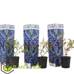 Blauwe bessen - Set van 3 - Vaccinium 'Sunshine Blue' - Hoogte 25-40cm - ⌀9cm