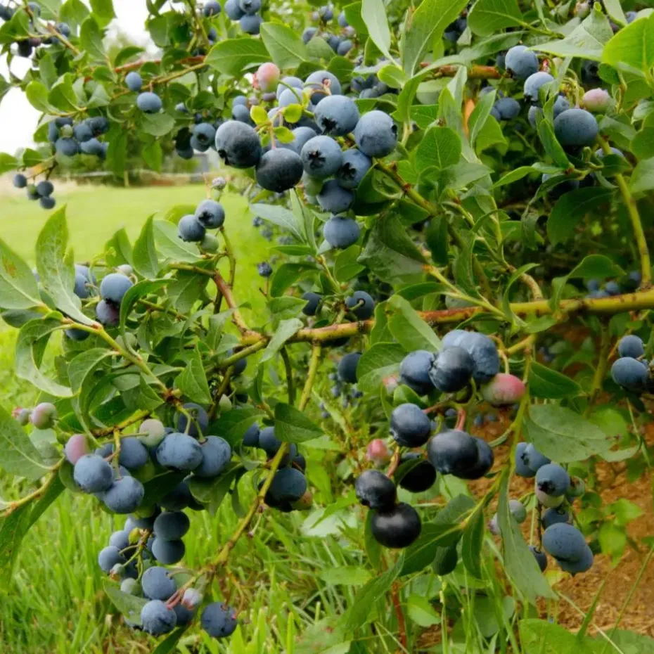 Blauwe bessen - Set van 3 - Vaccinium 'Sunshine Blue' - Hoogte 25-40cm - ⌀9cm