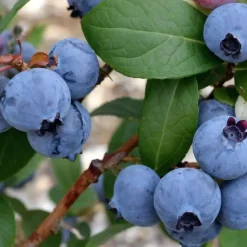 Blauwe bessen - Set van 3 - Vaccinium 'Sunshine Blue' - Hoogte 25-40cm - ⌀9cm