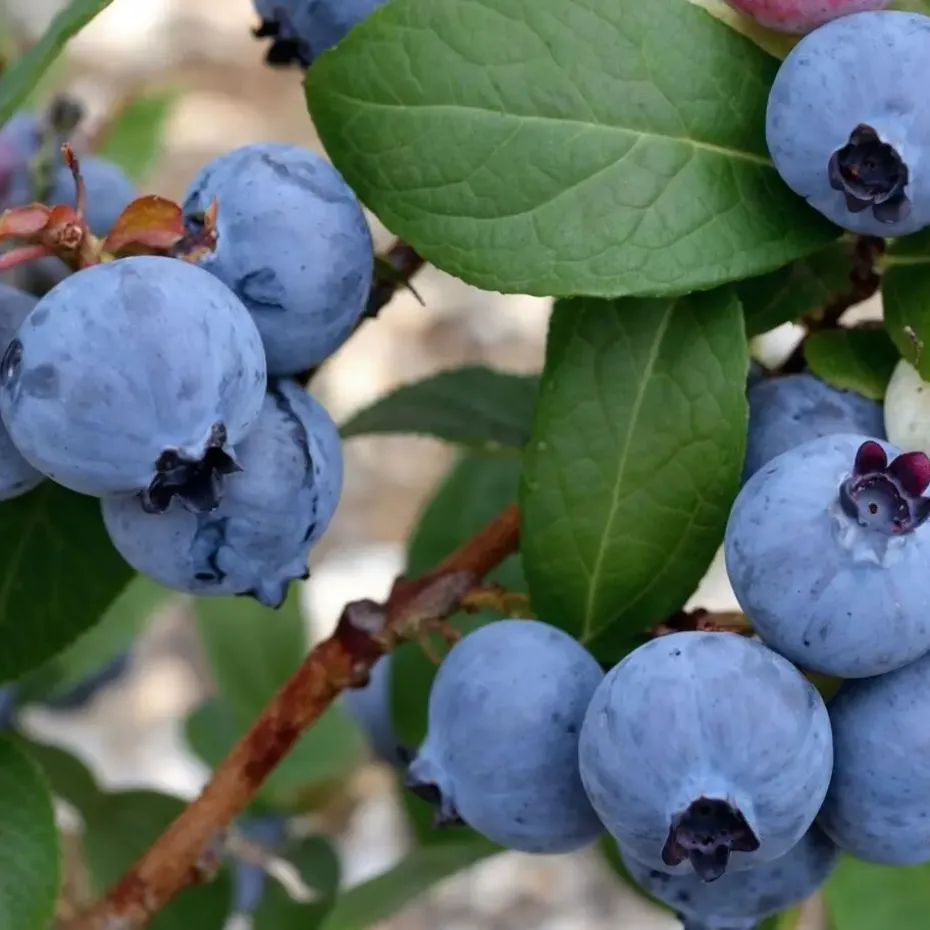 Blauwe bessen - Set van 3 - Vaccinium 'Sunshine Blue' - Hoogte 25-40cm - ⌀9cm